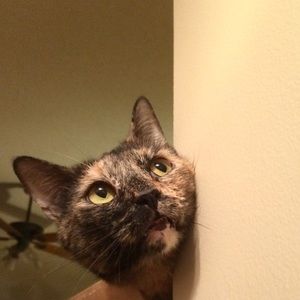 Meet your Posher, Alice